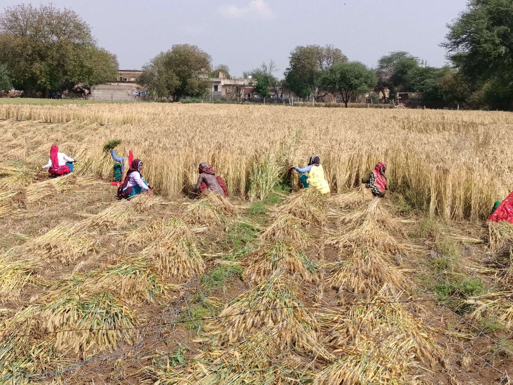 रबी 2024-25 मौसम के लिए 'बिहार राज्य फसल सहायता योजना' के तहत किसान 21 अप्रैल 2025 तक  कर सकते हैं आवेदन