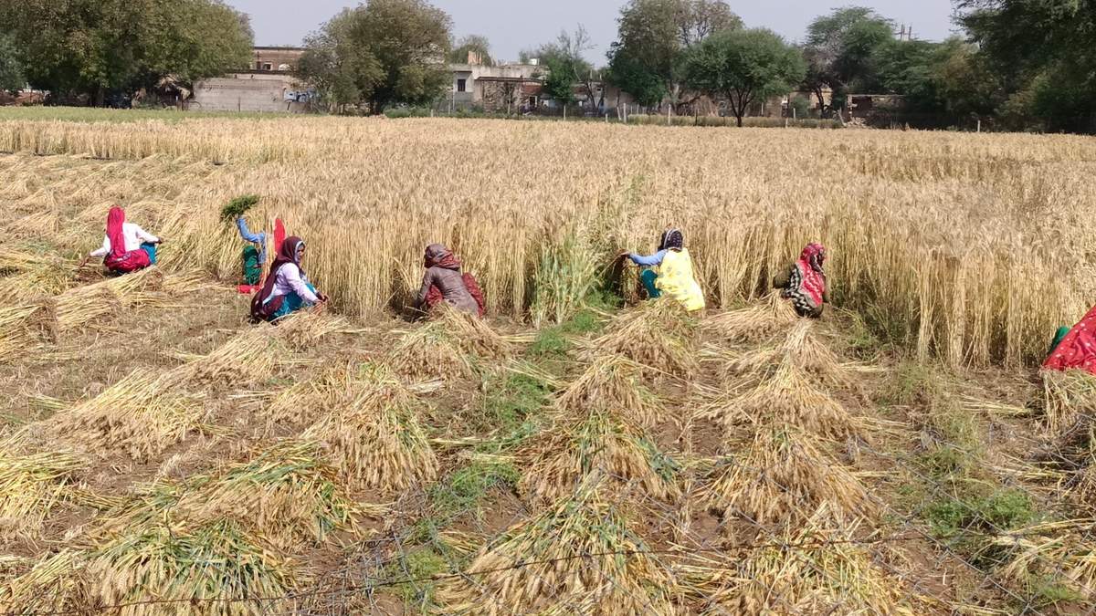 रबी 2024-25 मौसम के लिए 'बिहार राज्य फसल सहायता योजना' के तहत किसान 21 अप्रैल 2025 तक कर सकते हैं आवेदन