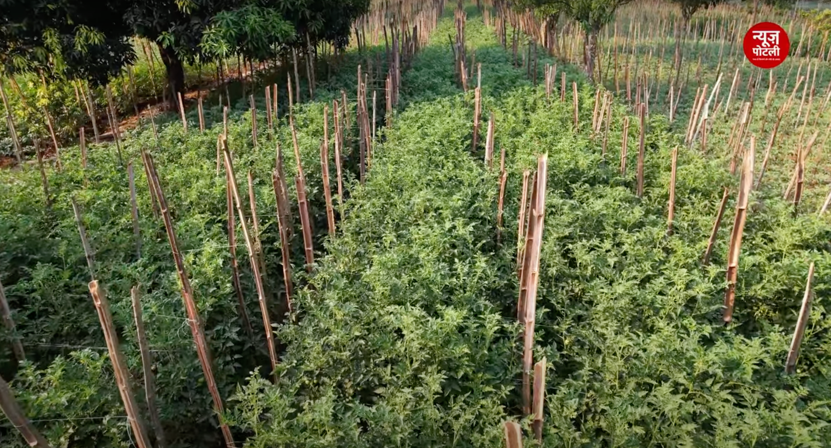 National Mission on Natural Farming से मिलेगा प्राकृतिक खेती को बढ़ावा
