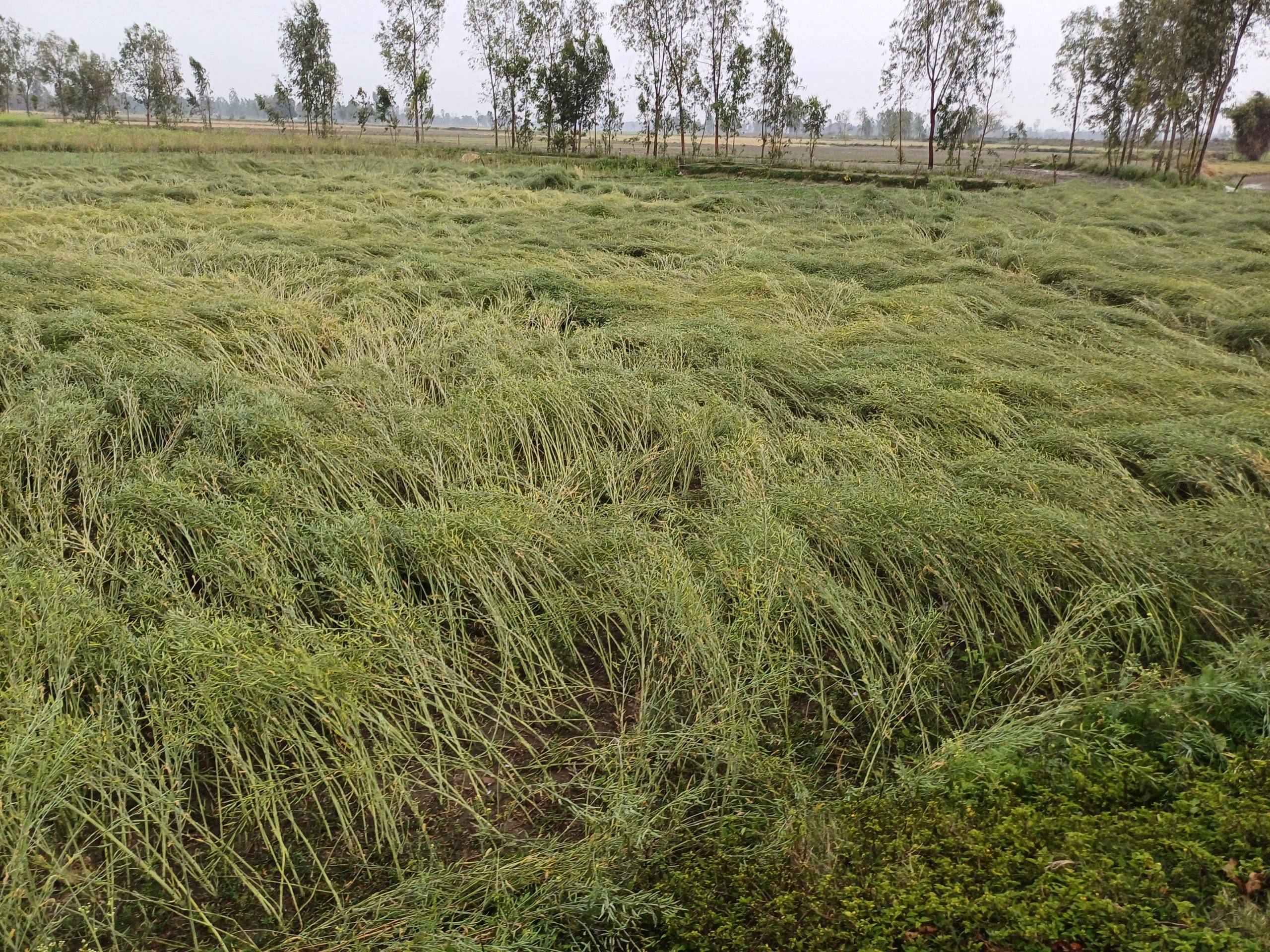 ग्राउंड रिपोर्ट: बारिश से बर्बाद हुई सरसों, गेहूं की पैदावार भी होगी आधी- किसान