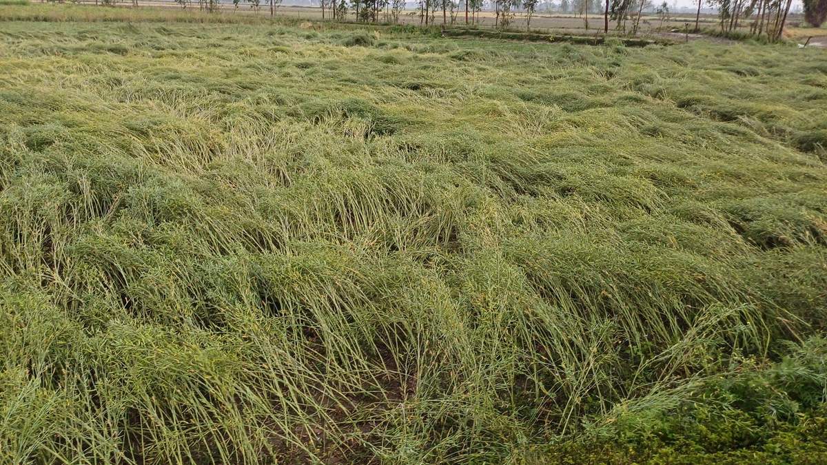 खरीद लाभ प्राप्त करने के लिए किसान ई-समृद्धि पोर्टल पर रजिस्ट्रेशन, खेती किसानी से जुड़ी और खबरें पढ़ें