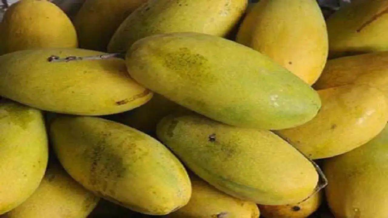 दुबई में दशहरी आम का जलवा, यूपी से पहली बार हुआ सीधा निर्यात