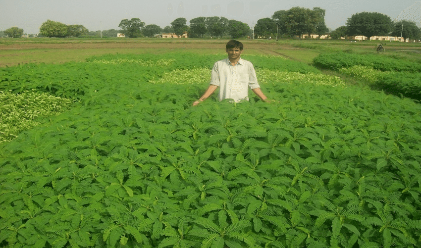मूंग की उन्नत किस्मों की बुवाई, हरी खाद के लिए ढैंचा-सनई की करें बुवाई, पूसा ने किसानों के लिए जारी की एडवाइजरी