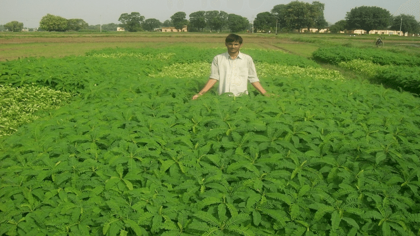 मूंग की उन्नत किस्मों की बुवाई, हरी खाद के लिए ढैंचा-सनई की करें बुवाई, पूसा ने किसानों के लिए जारी की एडवाइजरी