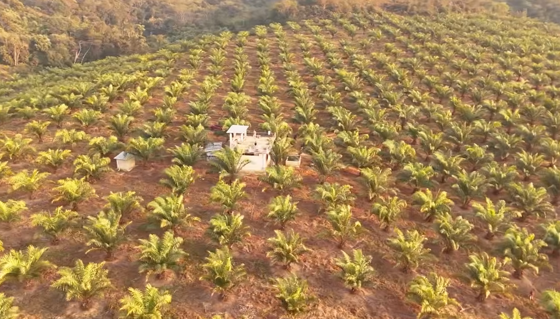 Palm Oil farming