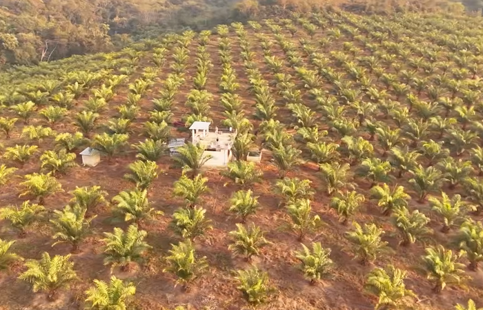 Palm Oil farming