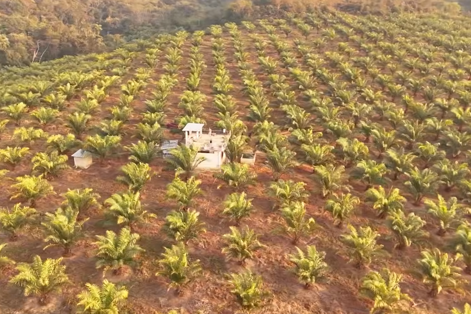Palm Oil farming