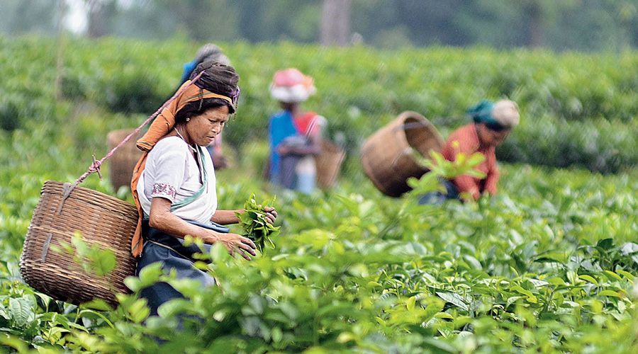 भारतीय चाय उद्योग चुनौतियों से जूझ रहा है: भारतीय चाय संघ