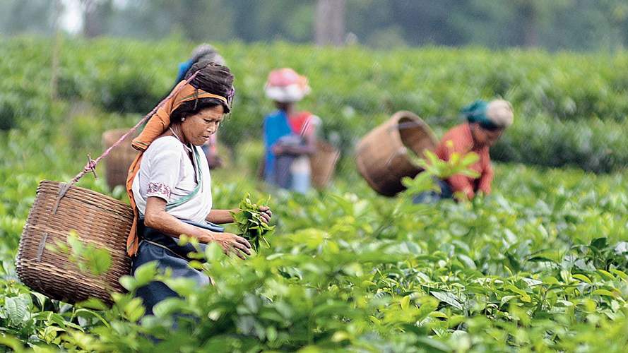 भारतीय चाय उद्योग चुनौतियों से जूझ रहा है: भारतीय चाय संघ