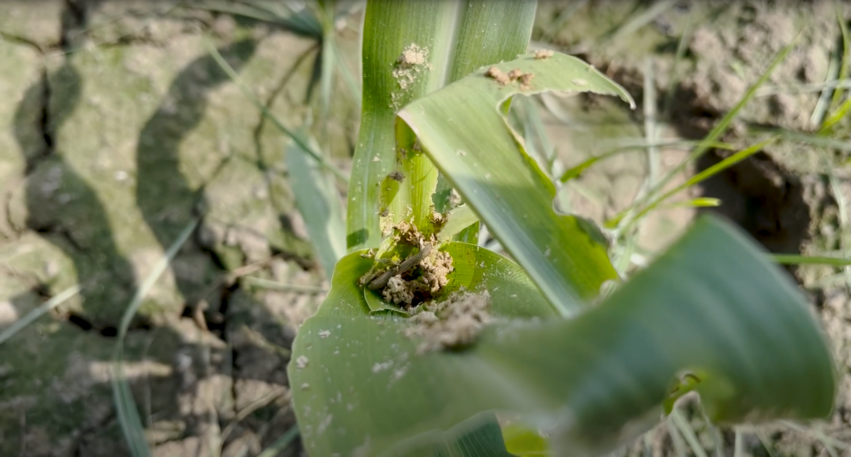 मक्के की फसल में Fall Armyworm कीट का बढ़ा खतरा, हिमाचल के किसानों के लिए कृषि विभाग ने जारी की एडवाइजरी