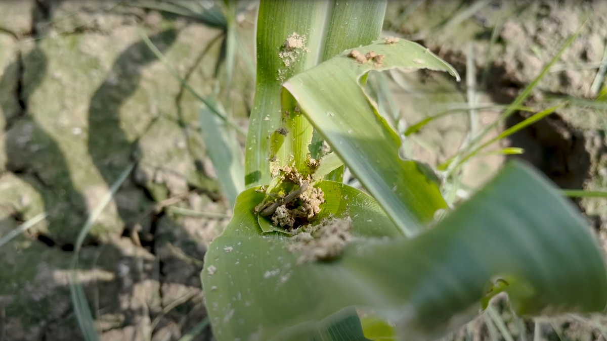 मक्के की फसल में Fall Armyworm कीट का बढ़ा खतरा, हिमाचल के किसानों के लिए कृषि विभाग ने जारी की एडवाइजरी