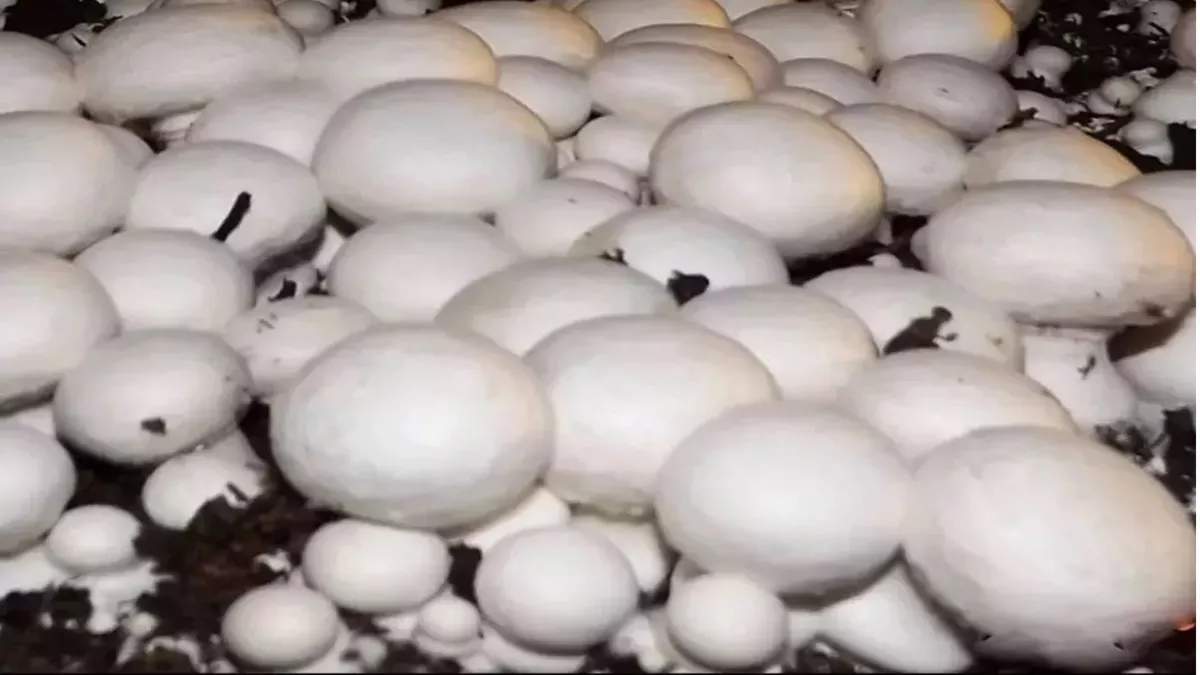 मशरूम की खेती के लिए 12 लाख रुपये की सब्सिडी दे रही है बिहार सरकार, इस वेबसाइट से करें आवेदन