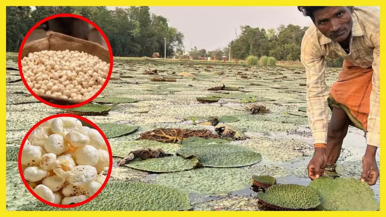 अमेरिका तक पहुंचा बिहार का मखाना, औसतन उत्पादन 16 क्विंटल से बढ़कर 28 क्विंटल प्रति हेक्टेयर हुआ
