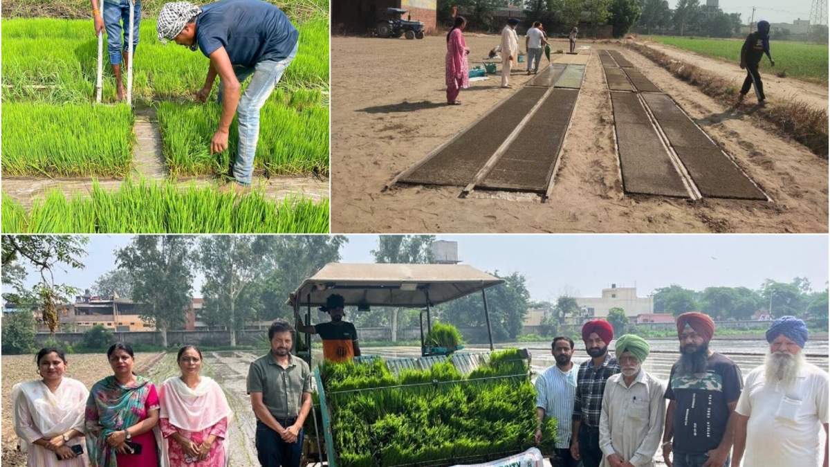 पंजाब के किसानों के 'नर्सरी लंगर' ने भरे राज्य के गोदाम, बाढ़ भी नहीं कम कर पाई धान का उत्पादन