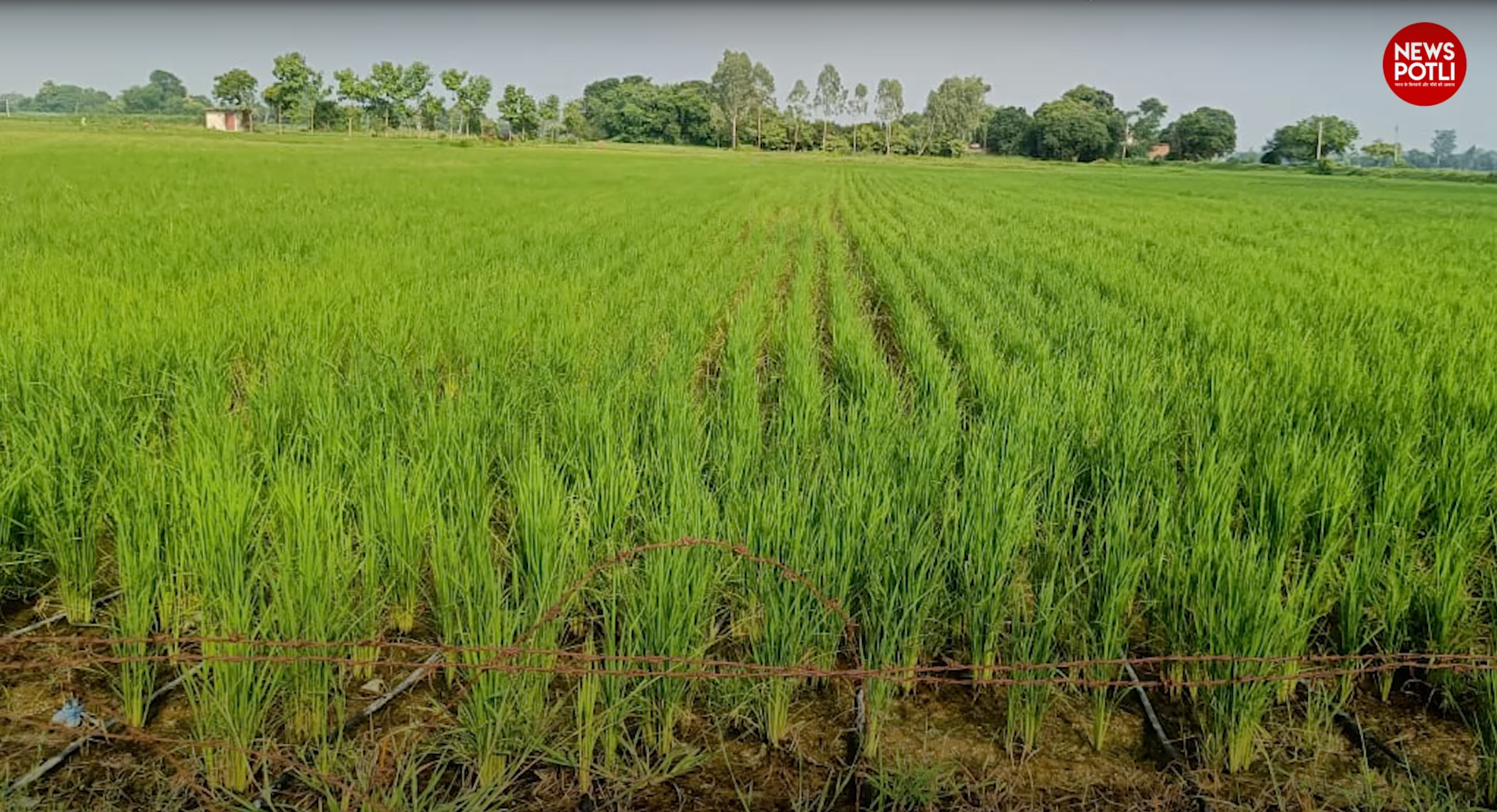 बुवाई से पहले ऐसे करें बीज उपचार, बकानी रोग से धान की फसल बचाने का जानें तरीका