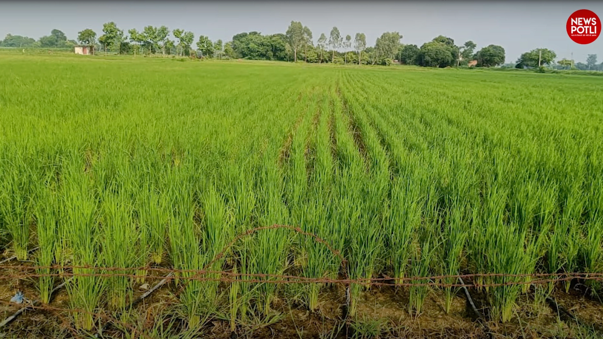 बुवाई से पहले ऐसे करें बीज उपचार, बकानी रोग से धान की फसल बचाने का जानें तरीका