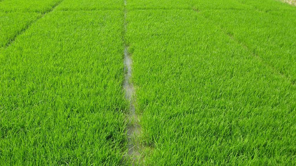 धान की नर्सरी तैयार करने का उन्नत तरीका क्या है? IARI ने जारी की एडवाइजरी