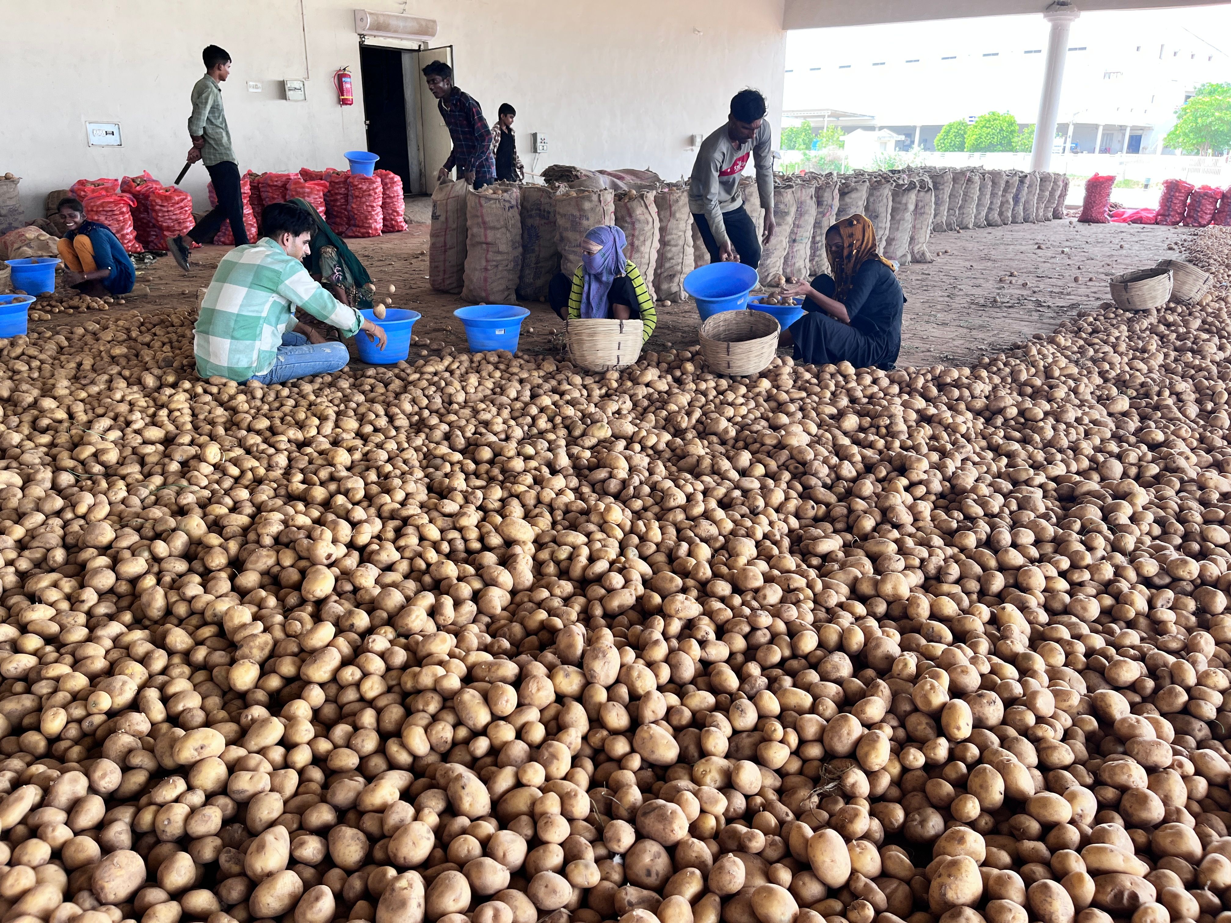potato news, uttar pradesh potato news, yogi adityanath