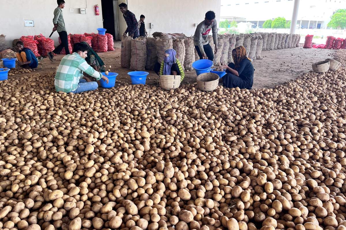 potato news, uttar pradesh potato news, yogi adityanath