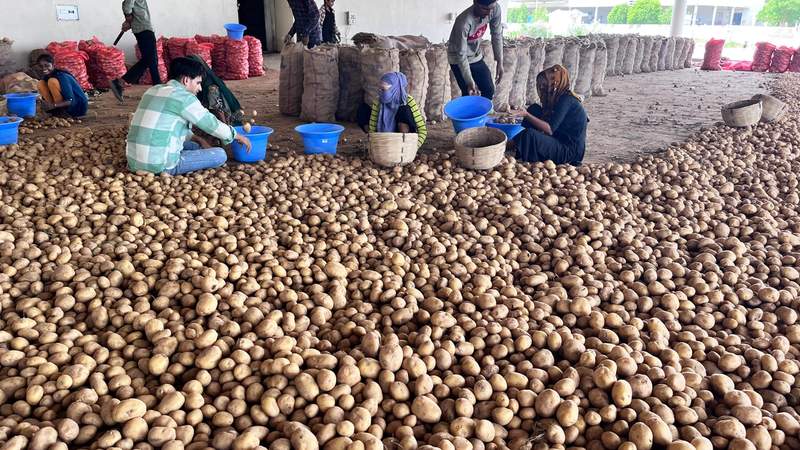 potato news, uttar pradesh potato news, yogi adityanath