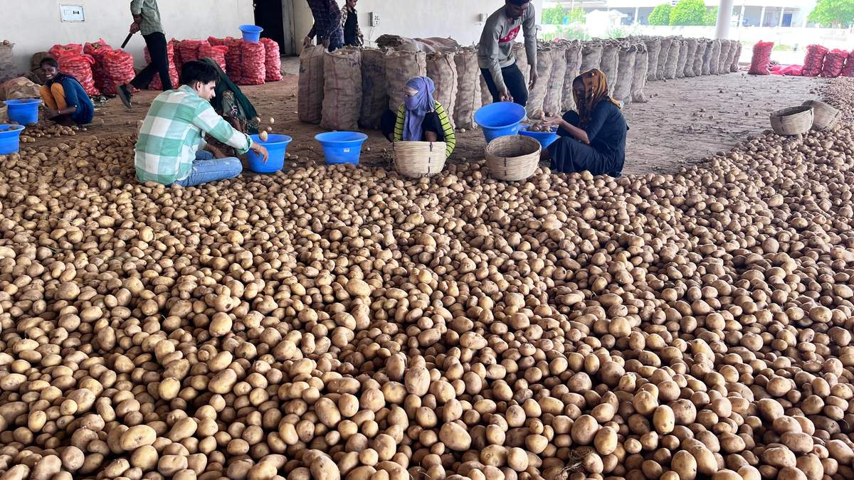 potato news, uttar pradesh potato news, yogi adityanath