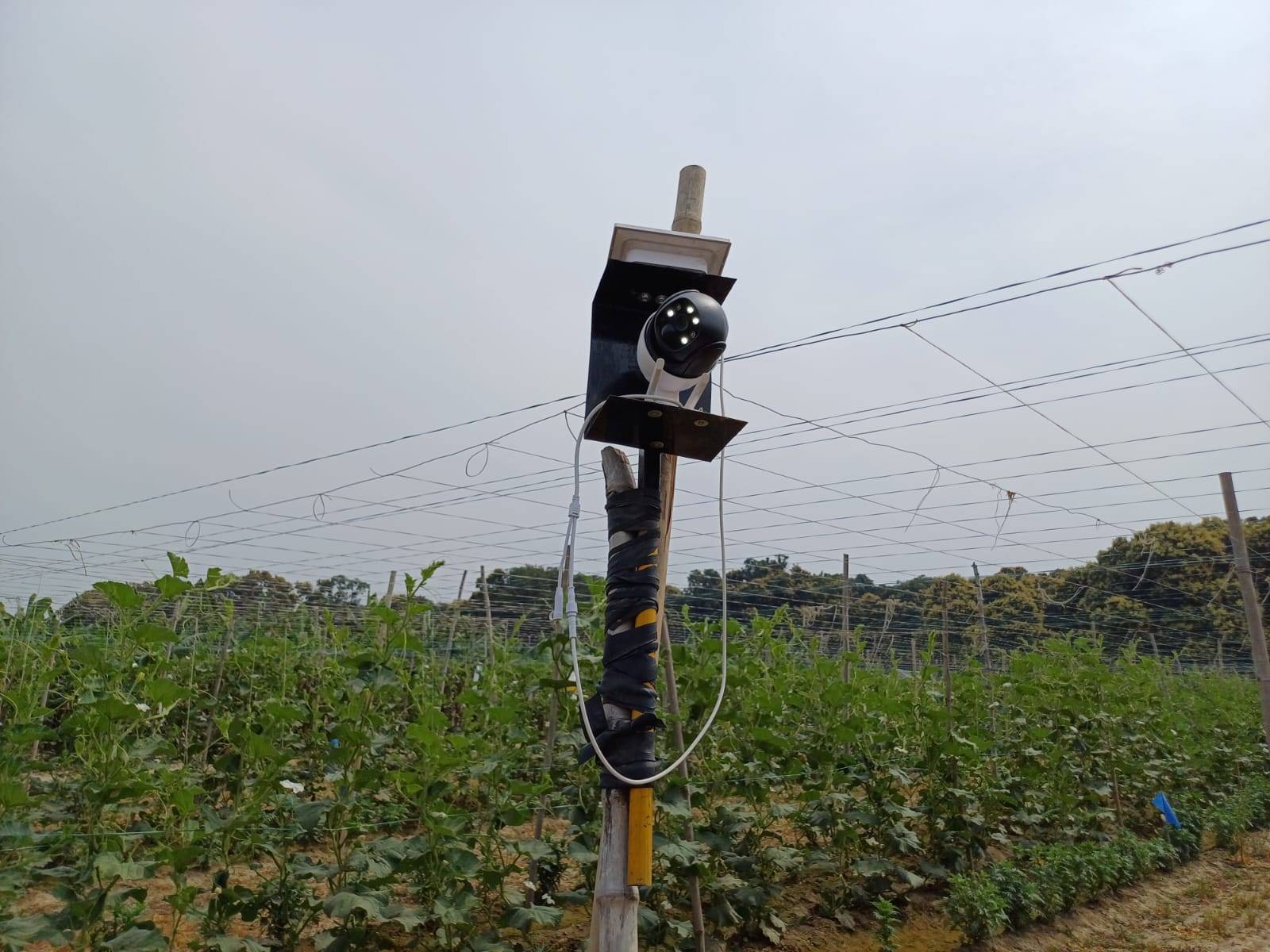 खेत में CCTV कैमरा, मोबाइल से खेती, युवा किसान ने गिनाए स्मार्ट फार्मिंग के फायदे