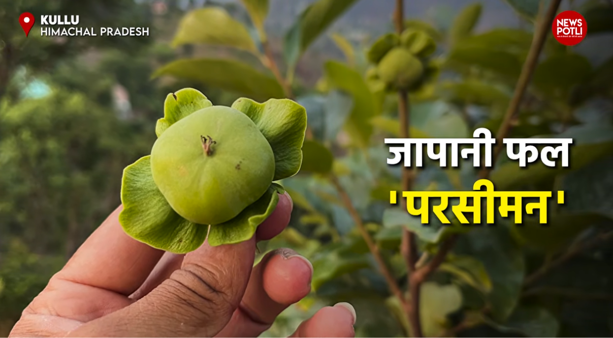 जापानी फल यानि Persimmon Fruit की भारत में खेती तेजी से बढ़ी है।