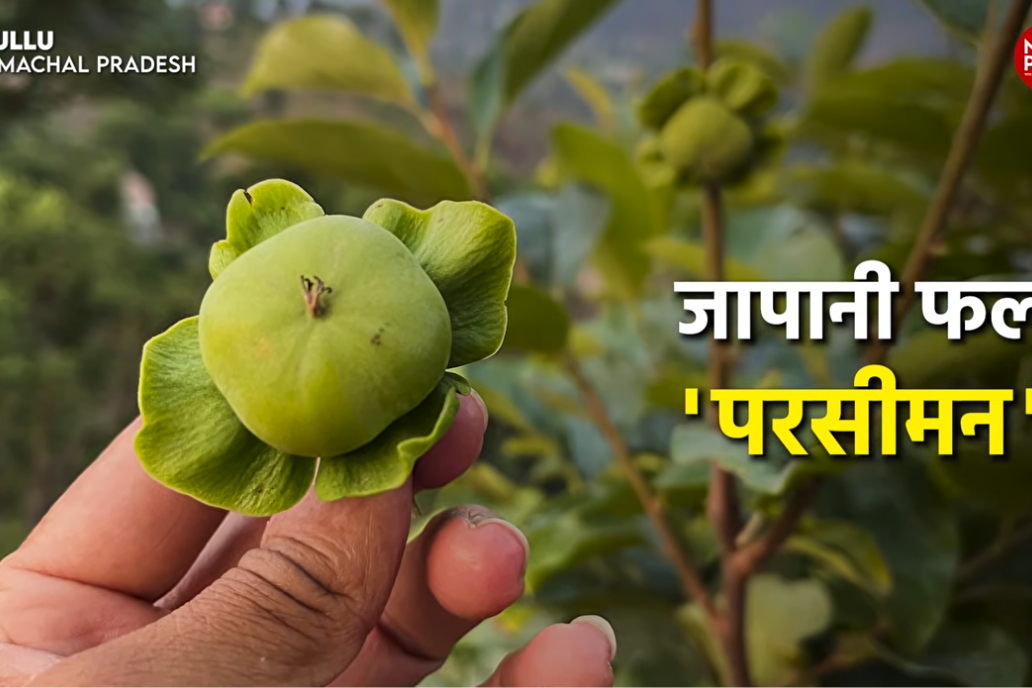जापानी फल यानि Persimmon Fruit की भारत में खेती तेजी से बढ़ी है।