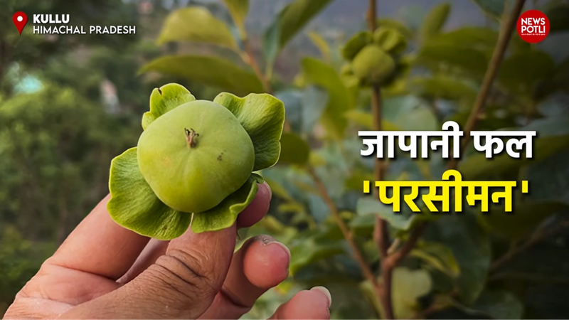 जापानी फल यानि Persimmon Fruit की भारत में खेती तेजी से बढ़ी है।