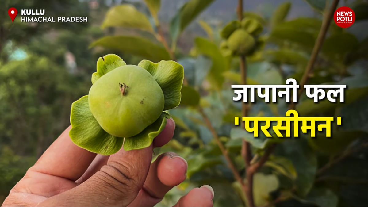 जापानी फल यानि Persimmon Fruit की भारत में खेती तेजी से बढ़ी है।