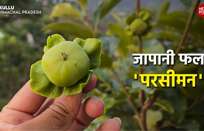 जापानी फल यानि Persimmon Fruit की भारत में खेती तेजी से बढ़ी है।