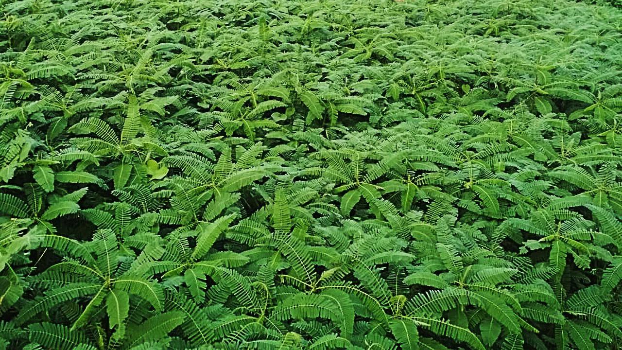 यूपी की योगी सरकार का फैसला, किसानों से खरीदी जाएगी हरी खाद ढैंचा
