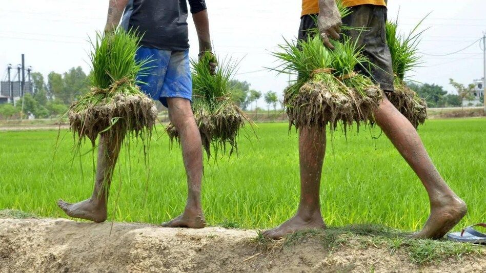 खरीफ फसलों की बुआई में पिछड़ा बिहार और झारखंड, दलहन का रकबा बढ़ा