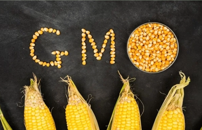 भारत-अमेरिका डील के बाद GM फसलों पर क्यों बढ़ी बहस?