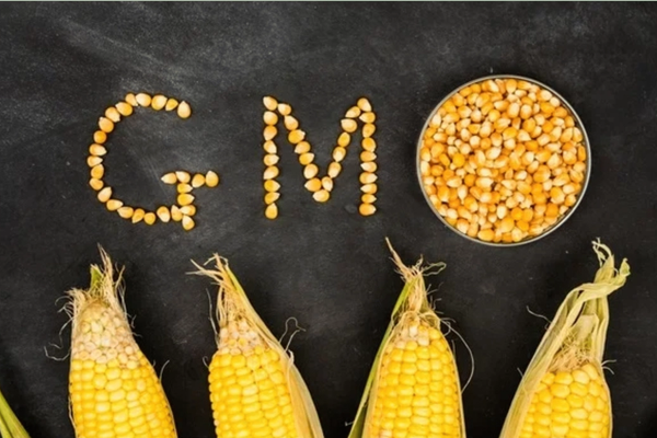 भारत-अमेरिका डील के बाद GM फसलों पर क्यों बढ़ी बहस?