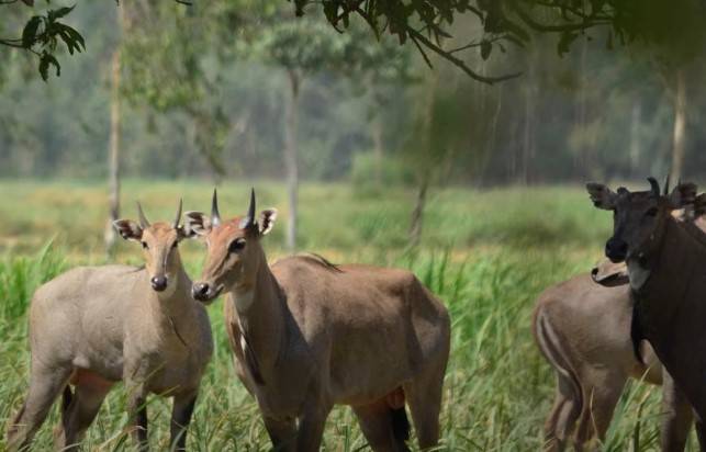 यूपी: छुट्टा पशुओं से फसल बचाने के लिए योगी सरकार में खास योजना पर मंथन