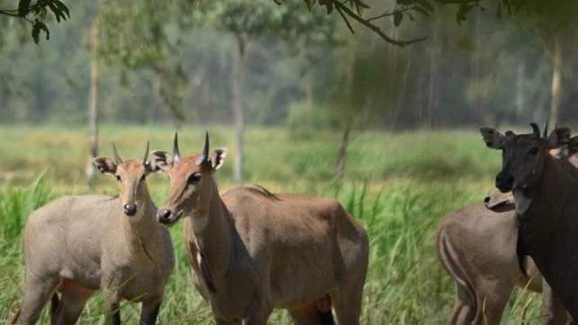 यूपी: छुट्टा पशुओं से फसल बचाने के लिए योगी सरकार में खास योजना पर मंथन