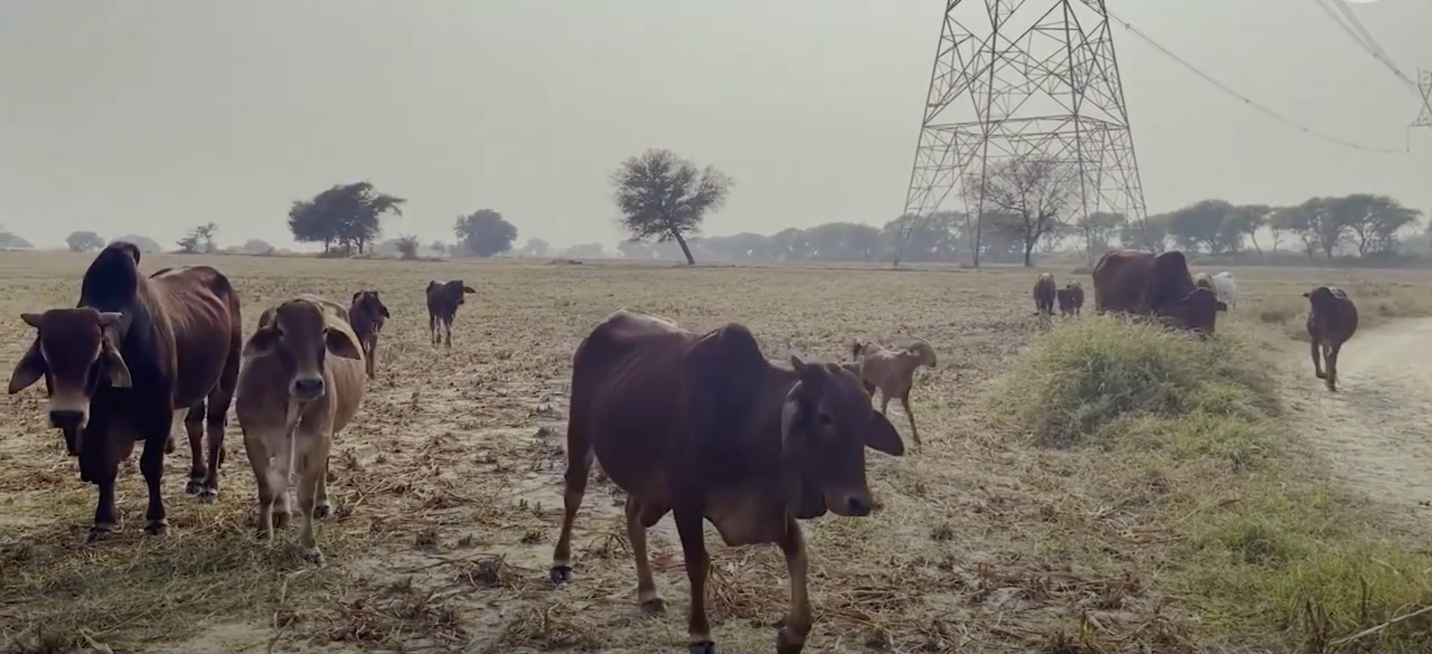 उत्तर भारत में बढ़ते तापमान के बीच पंजाब कृषि विश्वविद्यालय ने किसानों और पशुपालकों के लिए जारी की एडवाइजरी