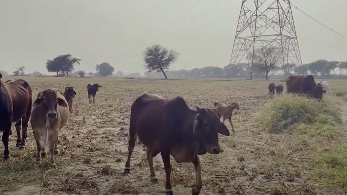उत्तर भारत में बढ़ते तापमान के बीच पंजाब कृषि विश्वविद्यालय ने किसानों और पशुपालकों के लिए जारी की एडवाइजरी