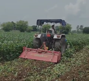 मध्य प्रदेश के किसान ने क्यों नष्ट कर दी सोयाबीन की 12 बीघा फसल, MSP से कम पर सोयाबीन बेचने को क्यों मजबूर हैं?