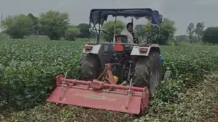 मध्य प्रदेश के किसान ने क्यों नष्ट कर दी सोयाबीन की 12 बीघा फसल, MSP से कम पर सोयाबीन बेचने को क्यों मजबूर हैं?