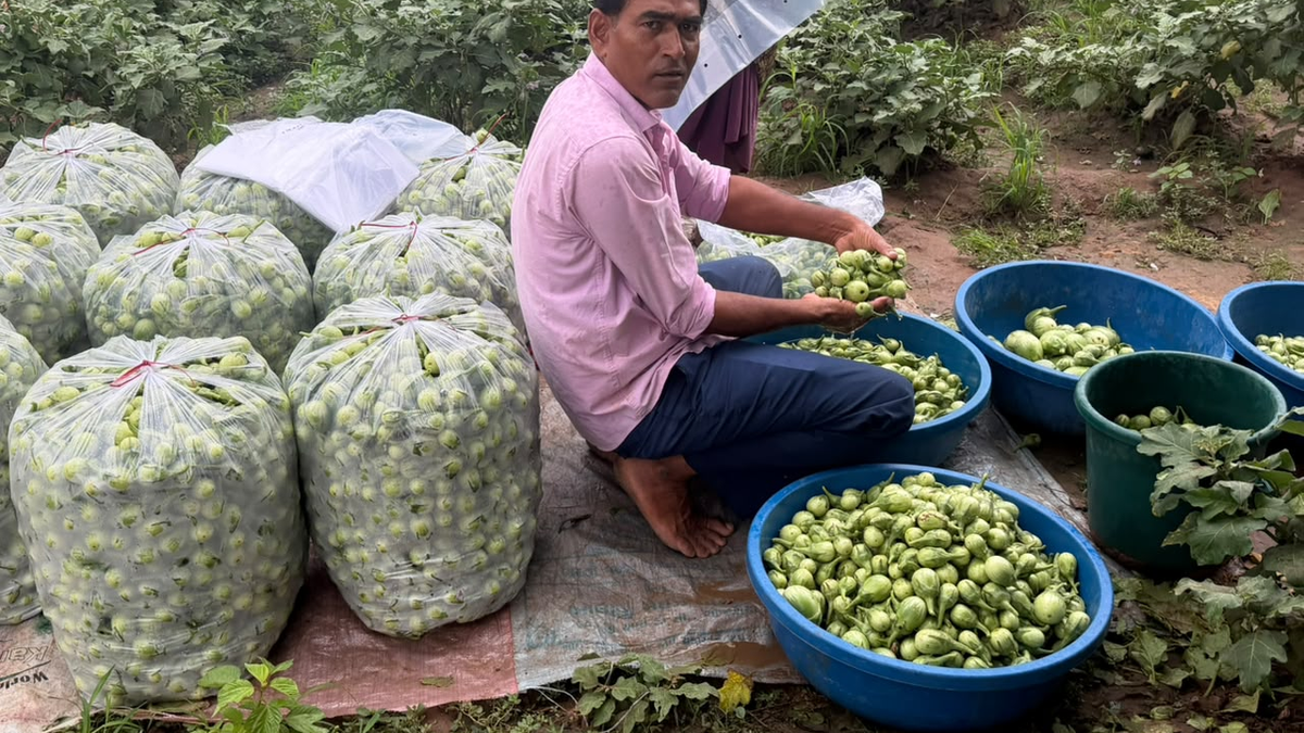 गुजरात के भावनगर जिले में बैंगन की बंपर पैदावार के बावजूद किसानों को उचित कीमत नहीं मिल रही है।