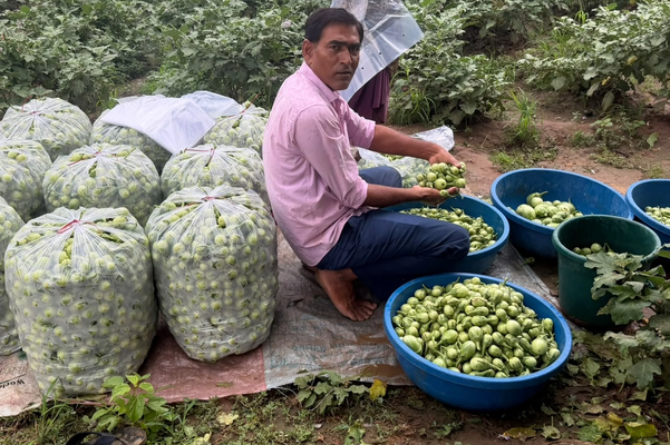 गुजरात के भावनगर जिले में बैंगन की बंपर पैदावार के बावजूद किसानों को उचित कीमत नहीं मिल रही है।