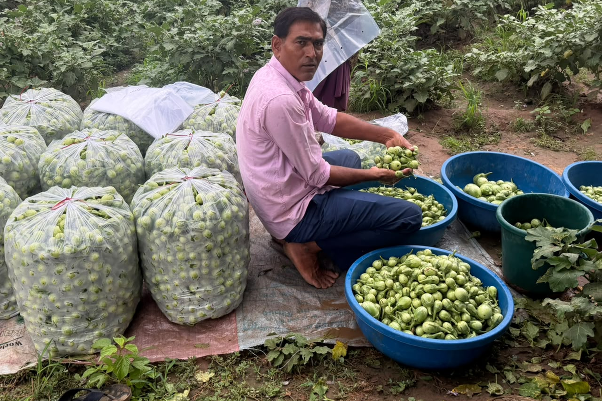 गुजरात के भावनगर जिले में बैंगन की बंपर पैदावार के बावजूद किसानों को उचित कीमत नहीं मिल रही है।