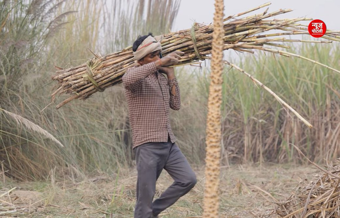 गन्ना किसानों के बकाया भुगतान के लिए महाराष्ट्र सरकार देगी 750 करोड़ का सॉफ्ट लोन