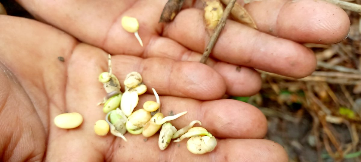 मध्य प्रदेश: बारिश से अंकुरित होने लगी सोयाबीन, किसान बोले- मुआवजा और फसल बीमा से भरपाई करे सरकार