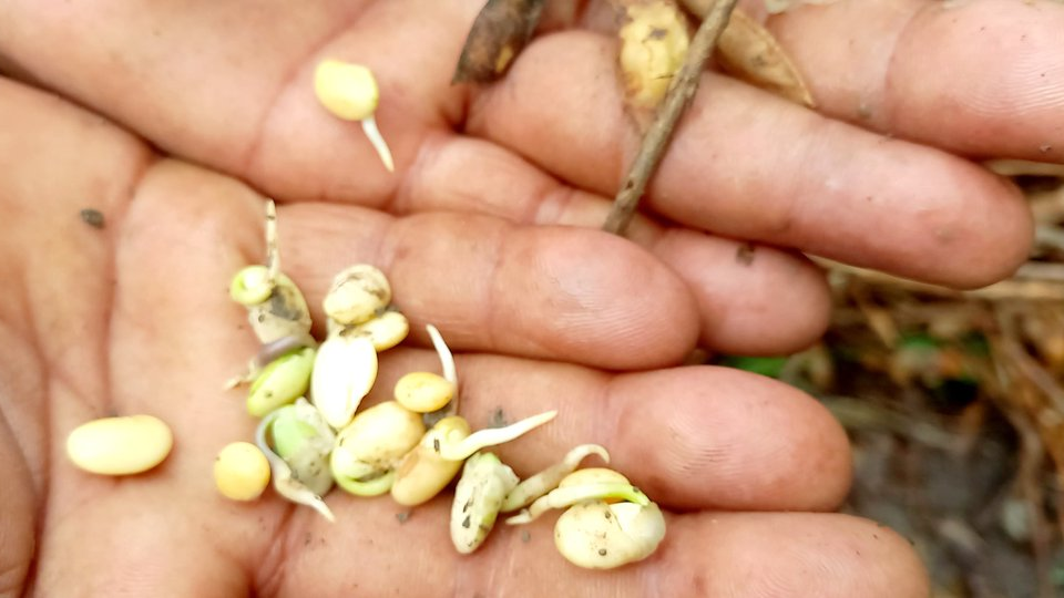 मध्य प्रदेश: बारिश से अंकुरित होने लगी सोयाबीन, किसान बोले- मुआवजा और फसल बीमा से भरपाई करे सरकार
