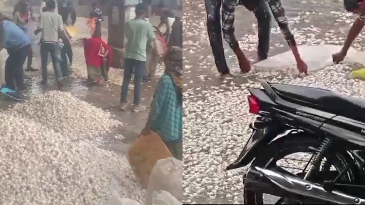 मंदसौर मंडी में एक बार फिर भारी बारिश में किसानों की उपज बर्बाद,  कई क्विंटल लहसुन बह जाने की खबर