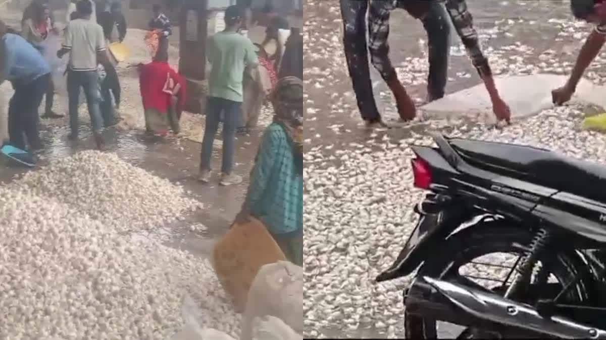 मंदसौर मंडी में एक बार फिर भारी बारिश में किसानों की उपज बर्बाद, कई क्विंटल लहसुन बह जाने की खबर