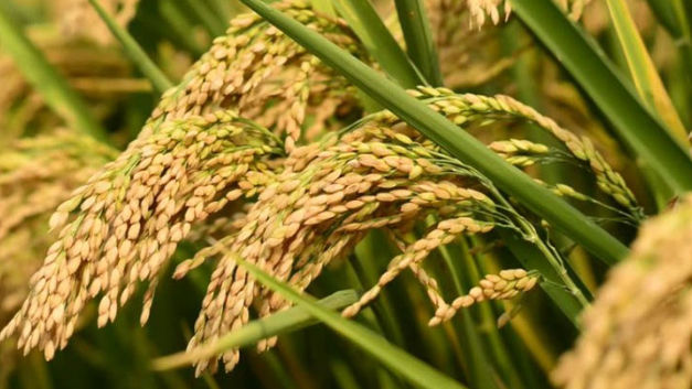 हरियाणा में धान खरीद की तैयारी तेज, किसानों से सूखी धान लाने की अपील